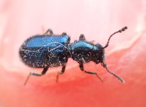 Korynetes ruficornis